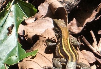 Ameiva quadrilineata 